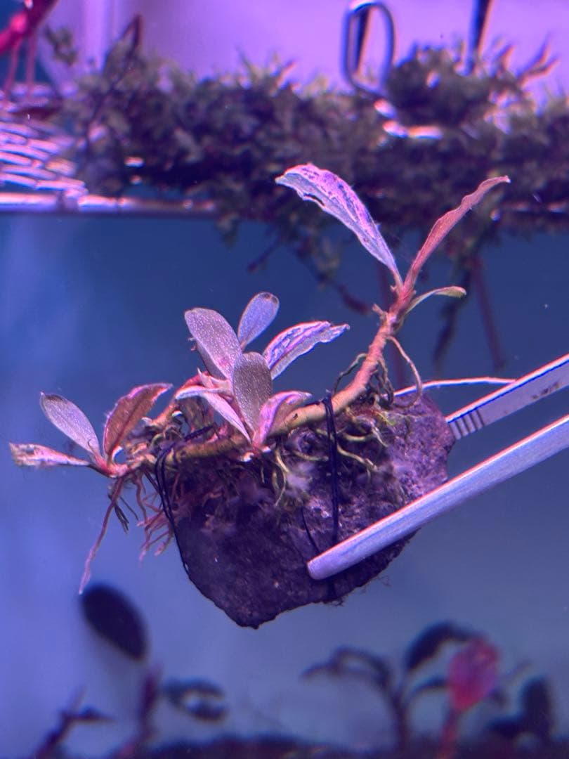 ブセファランドラ sp. Varigata pink 水中葉