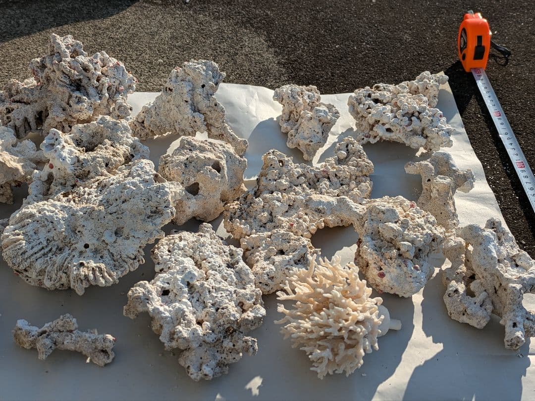 ライブロック サンゴ テスロック 約6kg ① （海水魚）Bグレードライブ