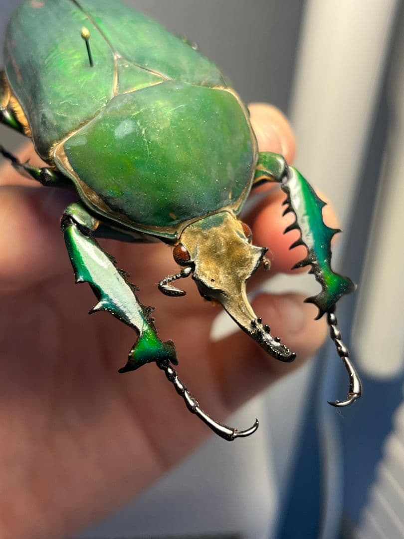 属内最大種】クビワオオツノハナムグリ カナブン ゴライアスオオツノ