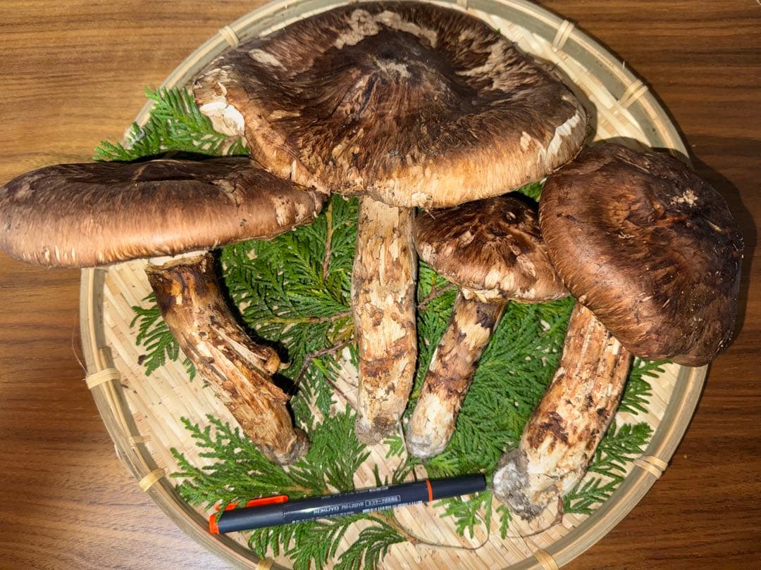 特大松茸 国産（北海道） 700g 松茸 北海道 700g 訳あり 国産 松茸