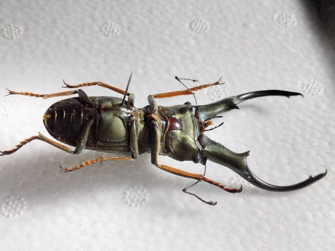 特大モンギローニホソアカクワガタ標本（超貴重） - メルカリ