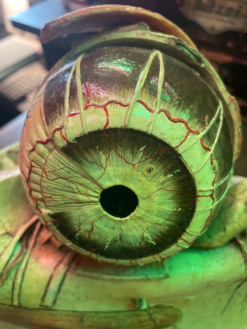 眼球医療用模型