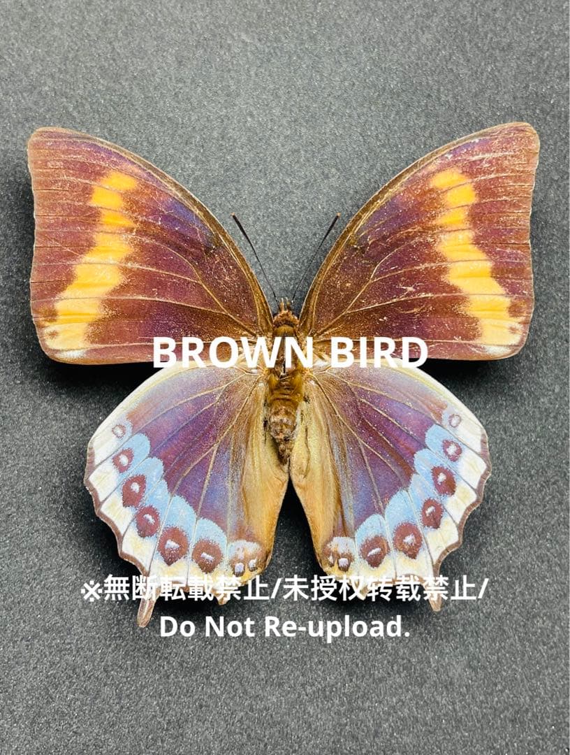 スーパーレア！！キプリスモルフォメス！ 公式 ストア