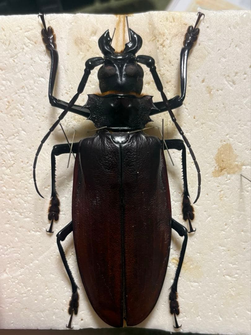 タイタンオオウスバカミキリ 標本