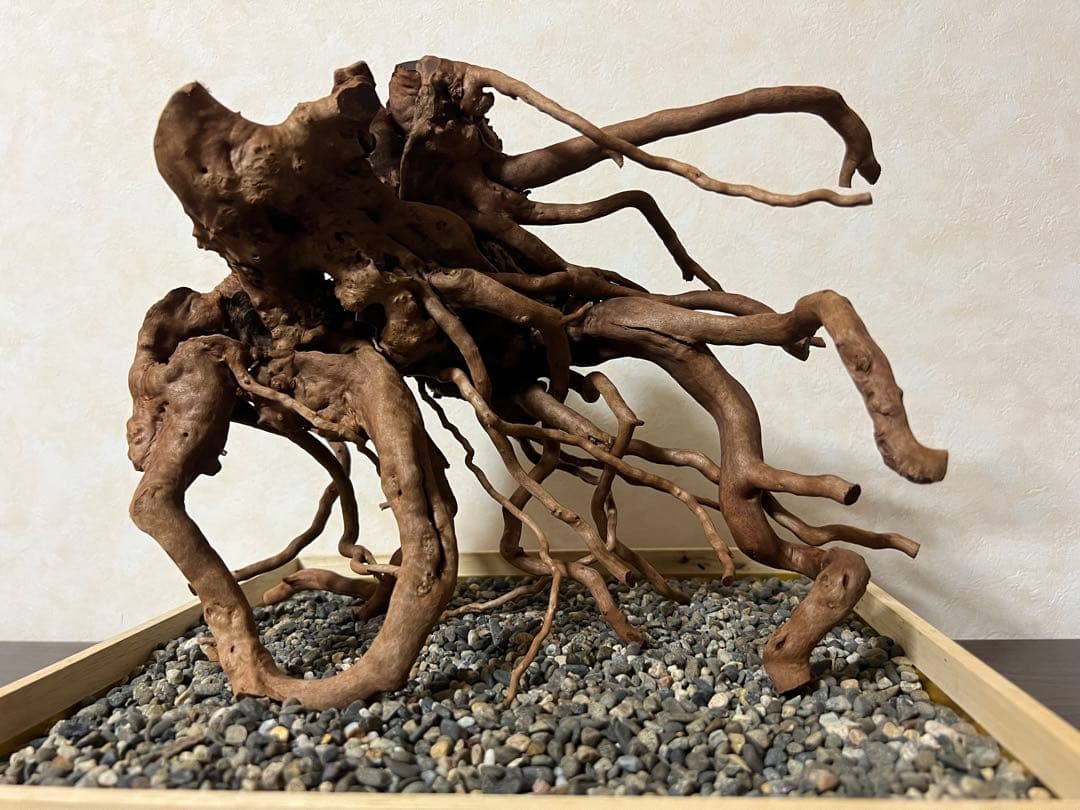 10936 ブランチウッド 流木 アクアリウム 沈水確認済