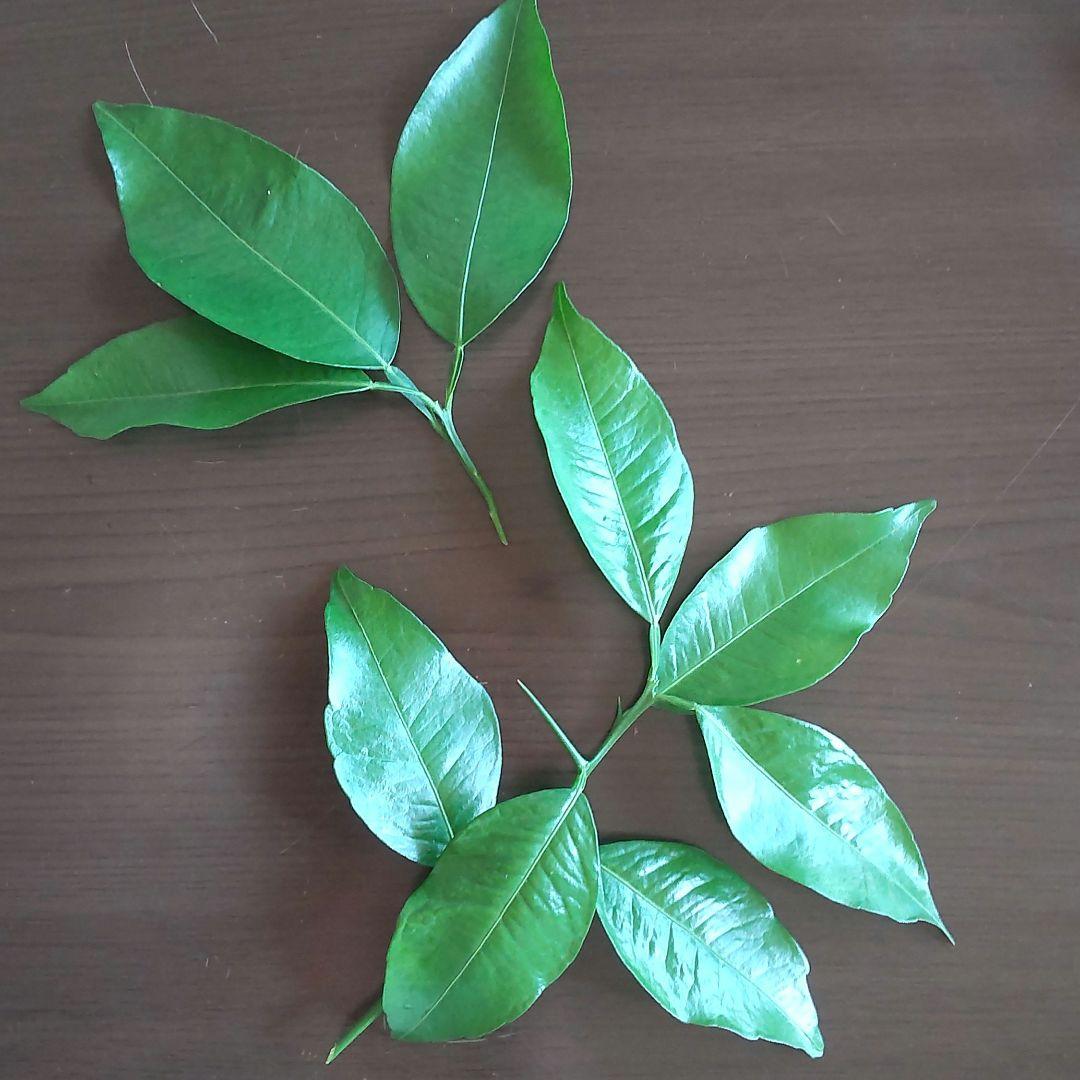 無農薬 柚子の葉ゆずの葉 枝付き若葉50枚以上アゲハ蝶