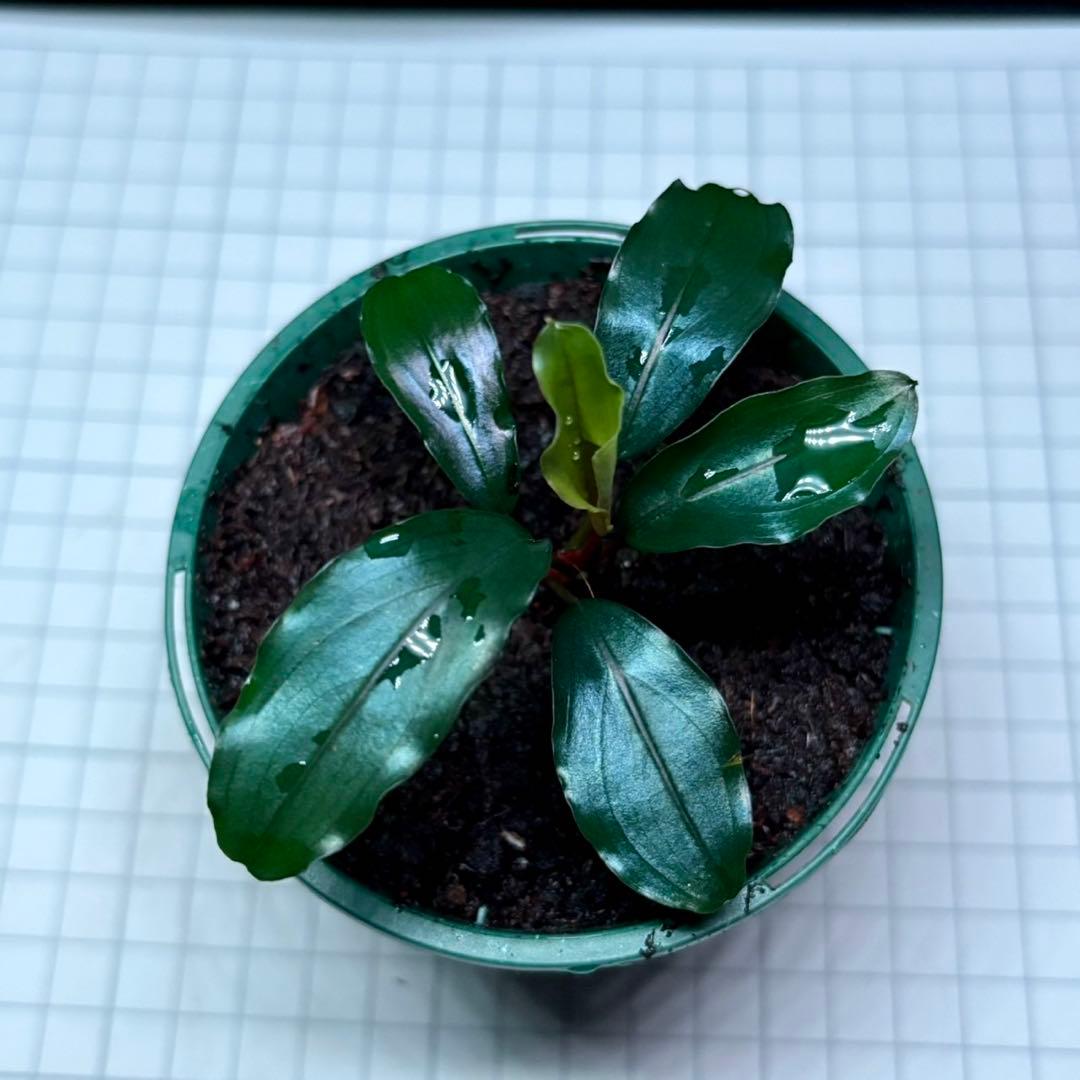 如*月様 ブセファランドラ sp.モトレイアーナスーパーブルー　②