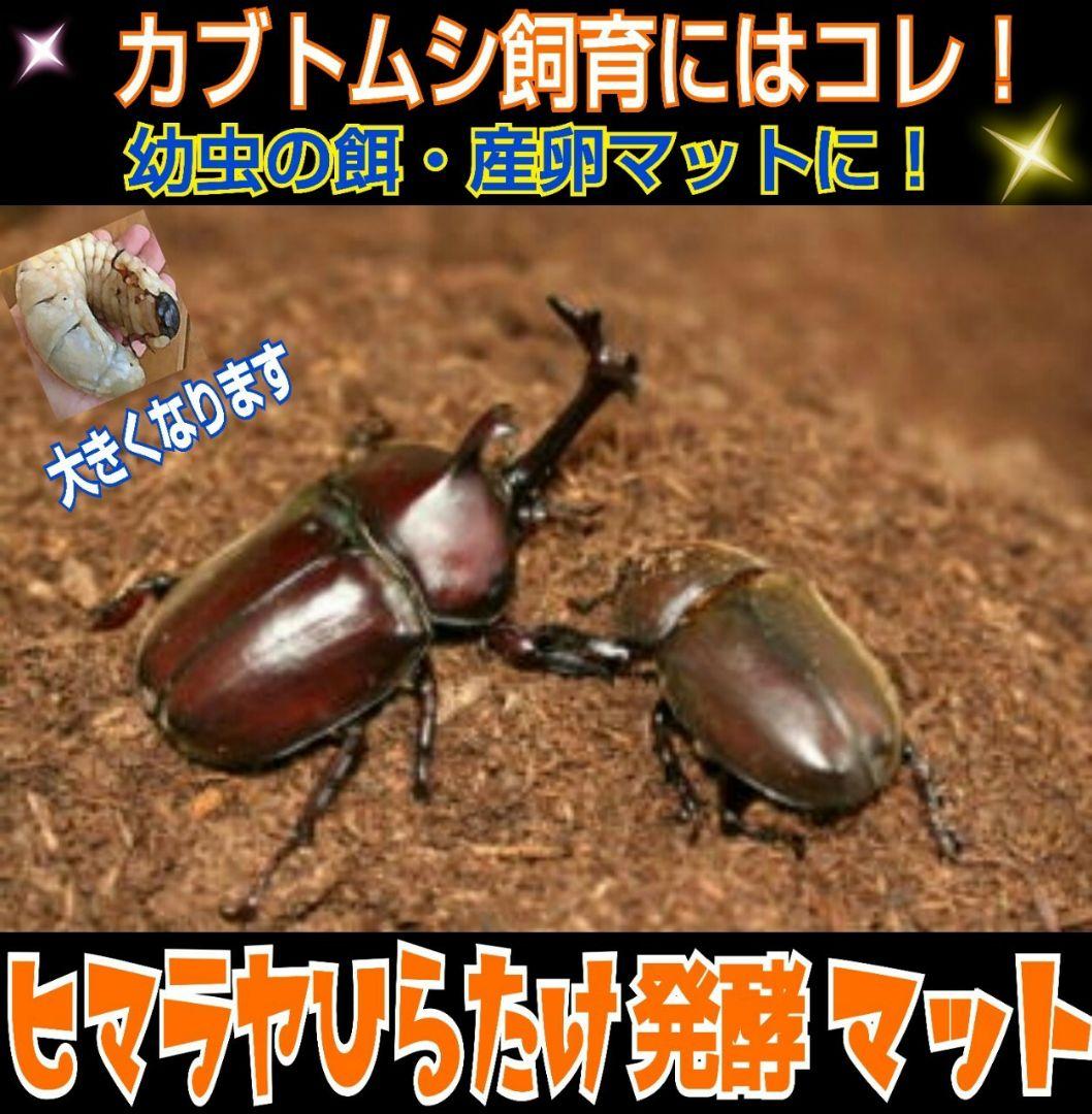 幼虫が丸々太ります！80リットル☆ヒマラヤひらたけ発酵カブトムシ