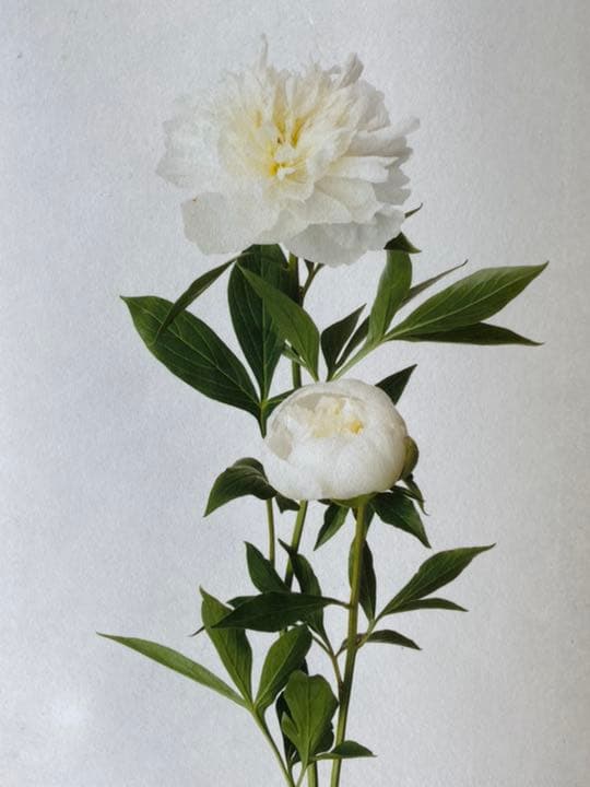 注文 鞆岡隆史 軸 「芍薬」 （1/5） 写真 軸飾 茶掛 茶道 茶室飾り