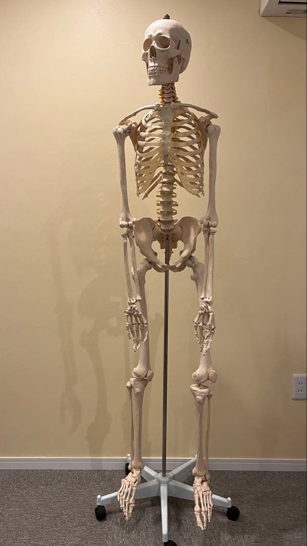 人体神経系統図 パネル3枚と整体幕 人体神経系統図パネル 自律 医道の