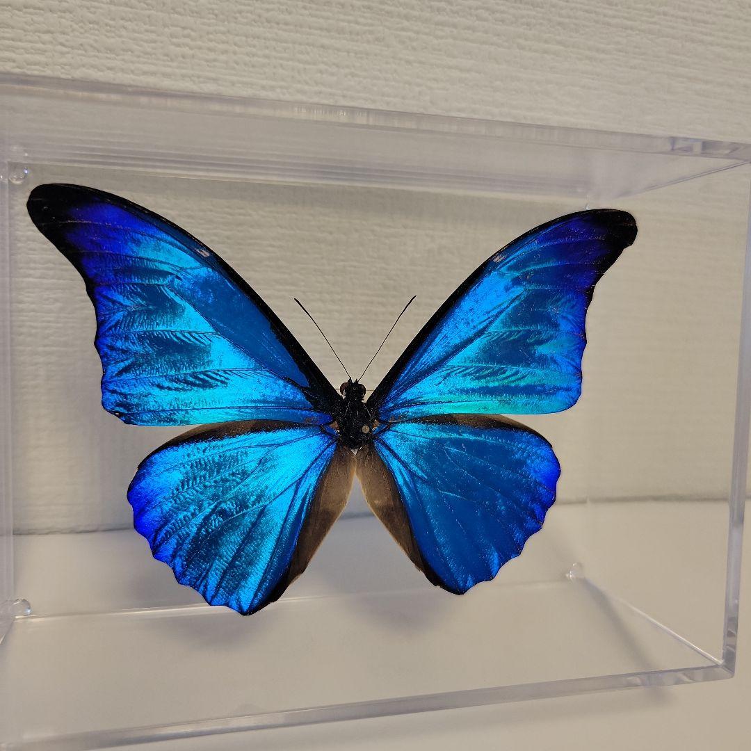 蝶の標本 熱帯ジャングルを舞う宝石(珍珍)