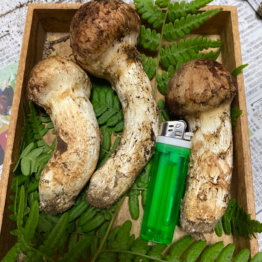 タカ＆ヨシ様専用 南信州産 豊丘産 松茸 190g