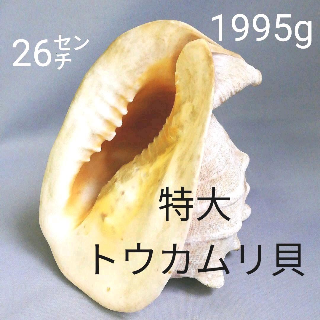 トウカムリ貝 ヘルメットシェル 大きい貝 標本 - メルカリ