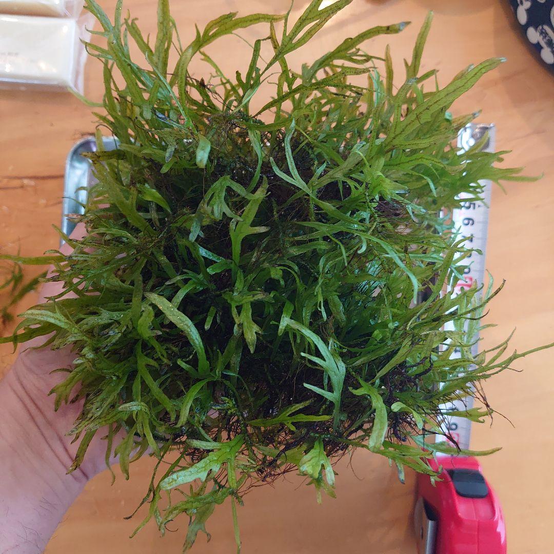 【希少】ミクロソリウムsp サラワクカピットウエスト 特大マザー株