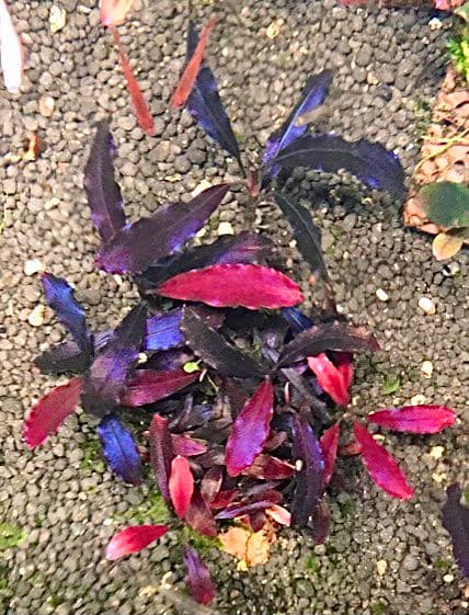 ブセファランドラsp.ゴースト