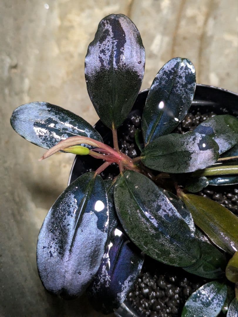 JJJJJ様専用 Bucephalandra.immortal darkness Bucephalandra sp