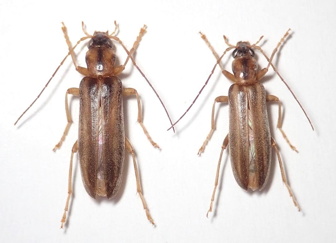 大型良型 ユダイクスミヤマクワガタ 90㎜ 飼育品 標本