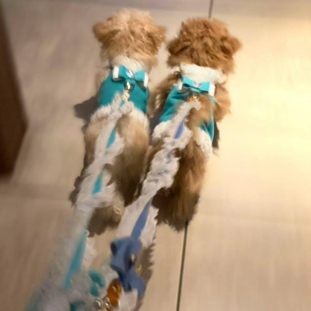 スーザンランシー Susan Lanci Designs Big Bow Tinkie Harness 小型犬