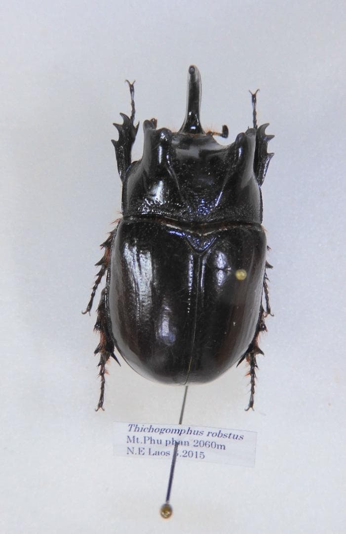 ラオス産ゲストロイトナガコガネ66mm