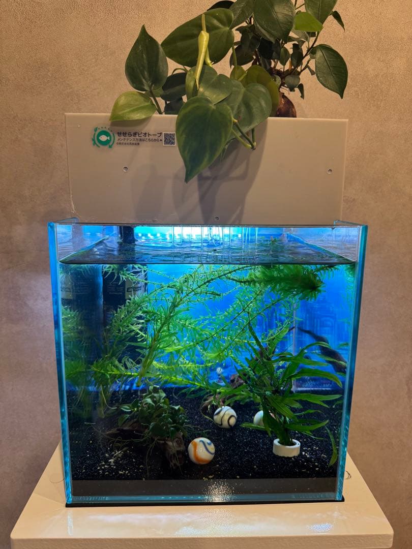 西条庭園 せせらぎビオトープ25cm型 照明付き - メルカリ