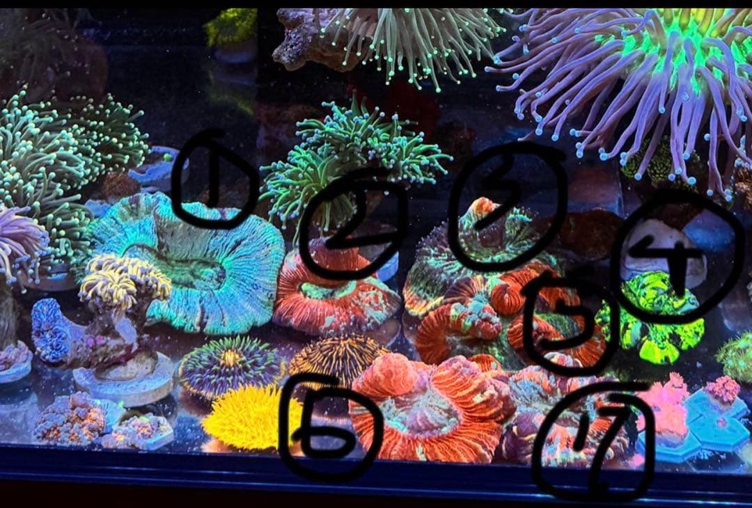 ドリーページ Zebra ZXP7 ID Card Printer Support & Drivers – Bodno