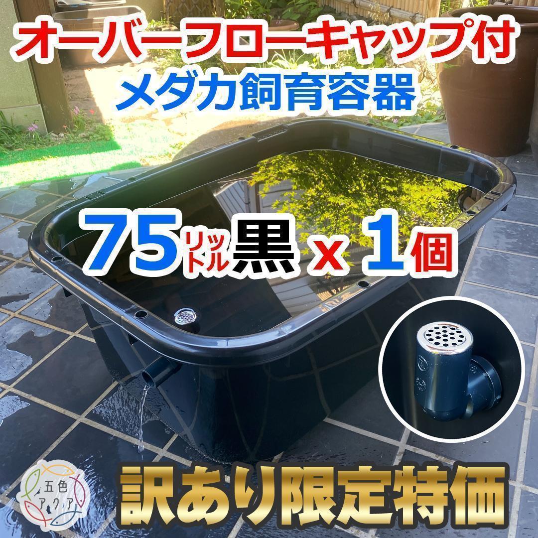 訳あり特価②】メダカ飼育ケース 75㍑黒x1個 オーバーフロー 金魚飼育