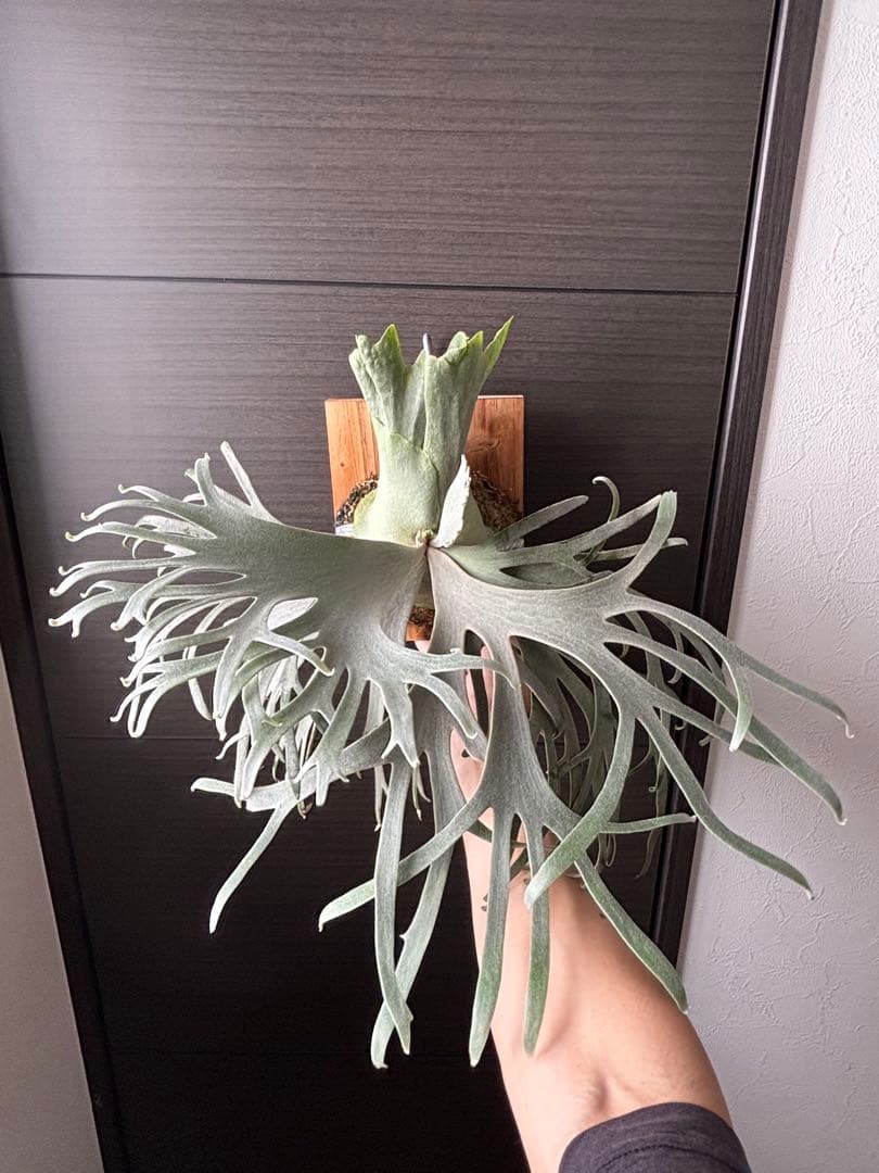 オバケクロツヤムシ 75.5ミリ