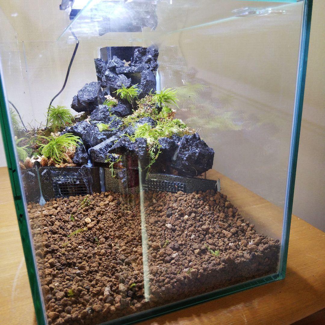 完成品】滝のあるアクアテラリウム イモリウム 苔テラリウム アクア