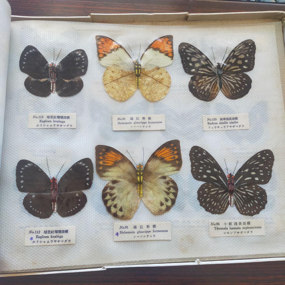 台湾産蝶類 標本 No. 100 101枚 中国