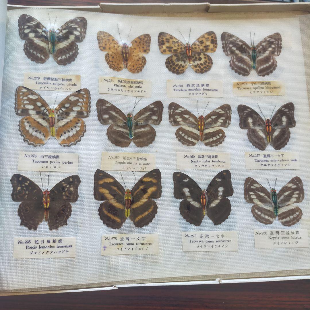 台湾産蝶類 標本 No. 100 101枚 中国