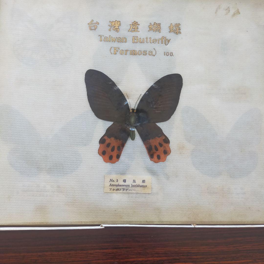 台湾産蝶類 標本 No. 100 101枚 中国