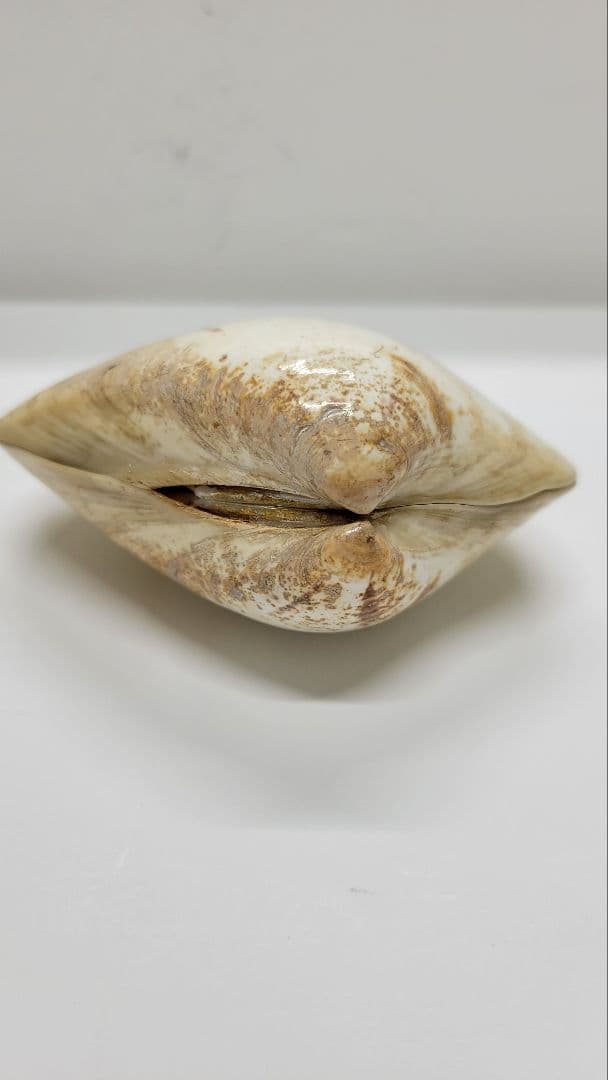 大きめ 江戸時代 貝合わせ 貝合せ 雛人形 蒔絵 ⑧金箔 源氏物語 郷土玩具