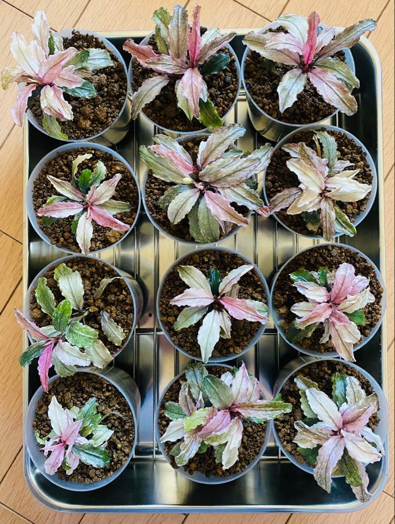 Bucephalandra sp.PinkVariegatedピンクバリエガータ