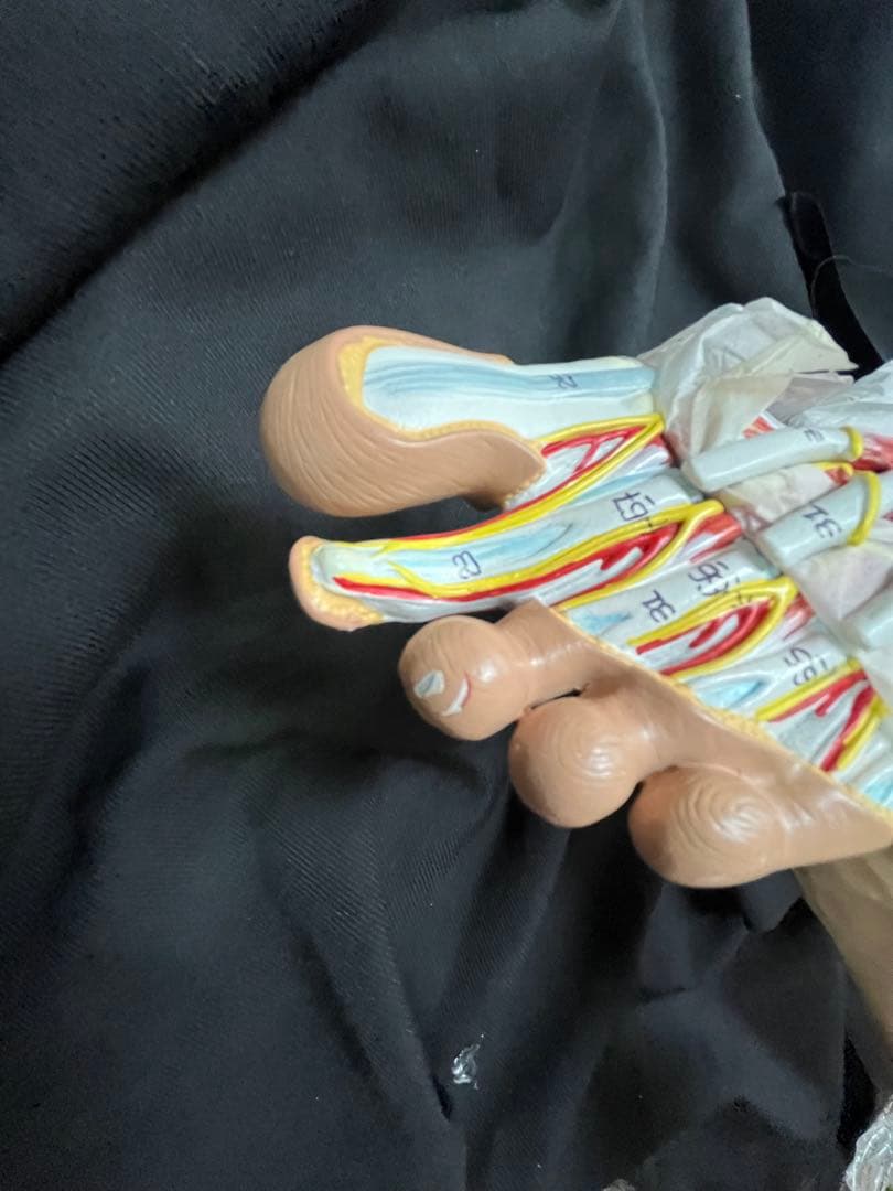 足 筋肉 模型 9分解 人体模型