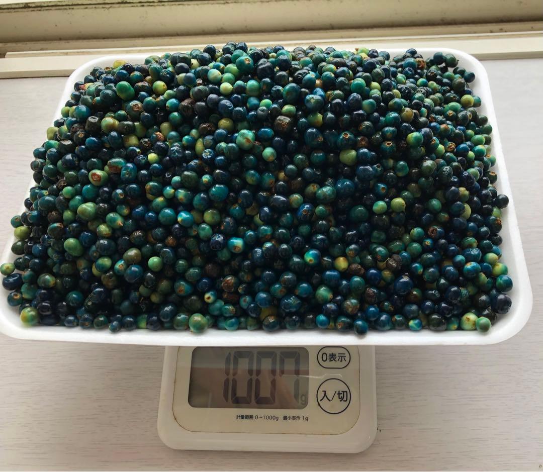 クサギの実　草木染め　1,008g
