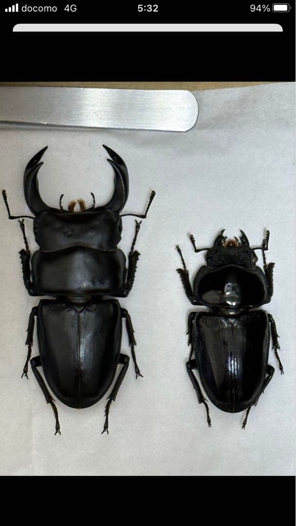 国産クワガタ♂標本セット ※一部欠損あり
