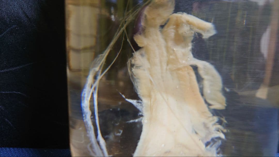 激レア】リュウグウノツカイ（Regalecus glesne）エタノール標本 標本 瓶