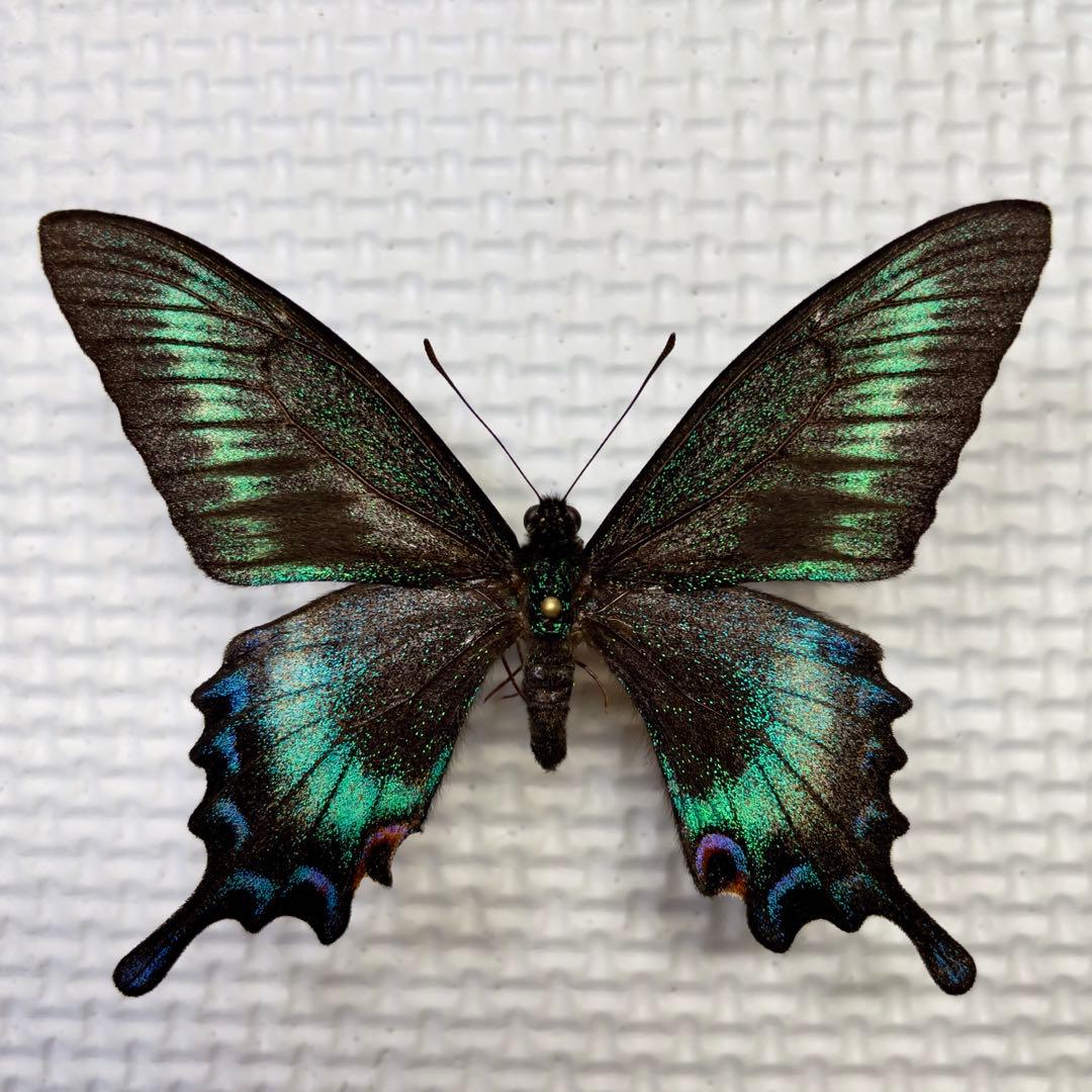 蝶標本⭐️色彩異常　北海道産ミヤマカラスアゲハ春型♂ 採集品⭐️斑紋異常　赤紋出現⭐️ 蝶標本⭐️色彩異常 北海道産ミヤマカラスアゲハ春型♂ 採集品⭐️斑紋