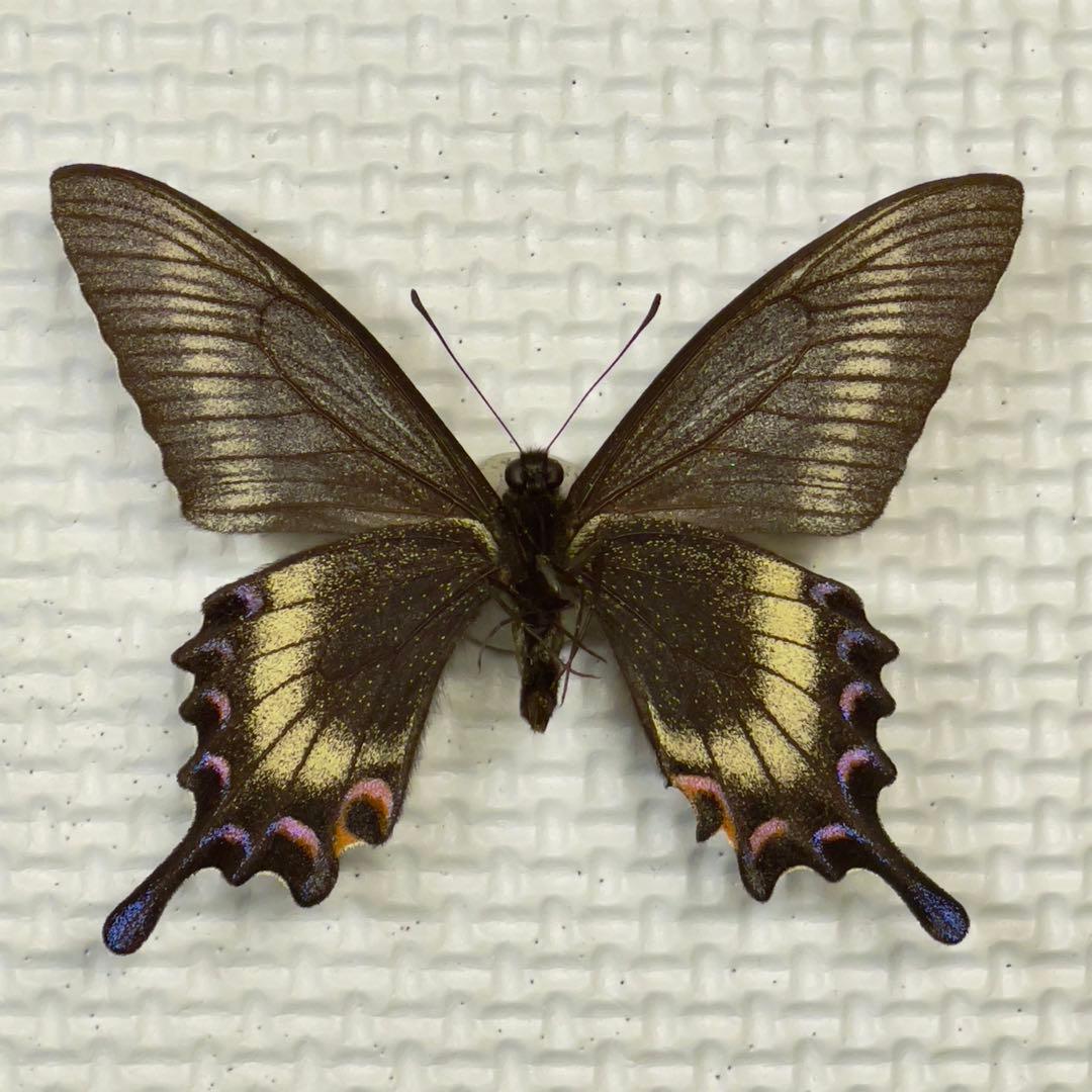 蝶標本⭐️色彩異常 北海道産ミヤマカラスアゲハ春型♂ 採集品⭐️斑紋