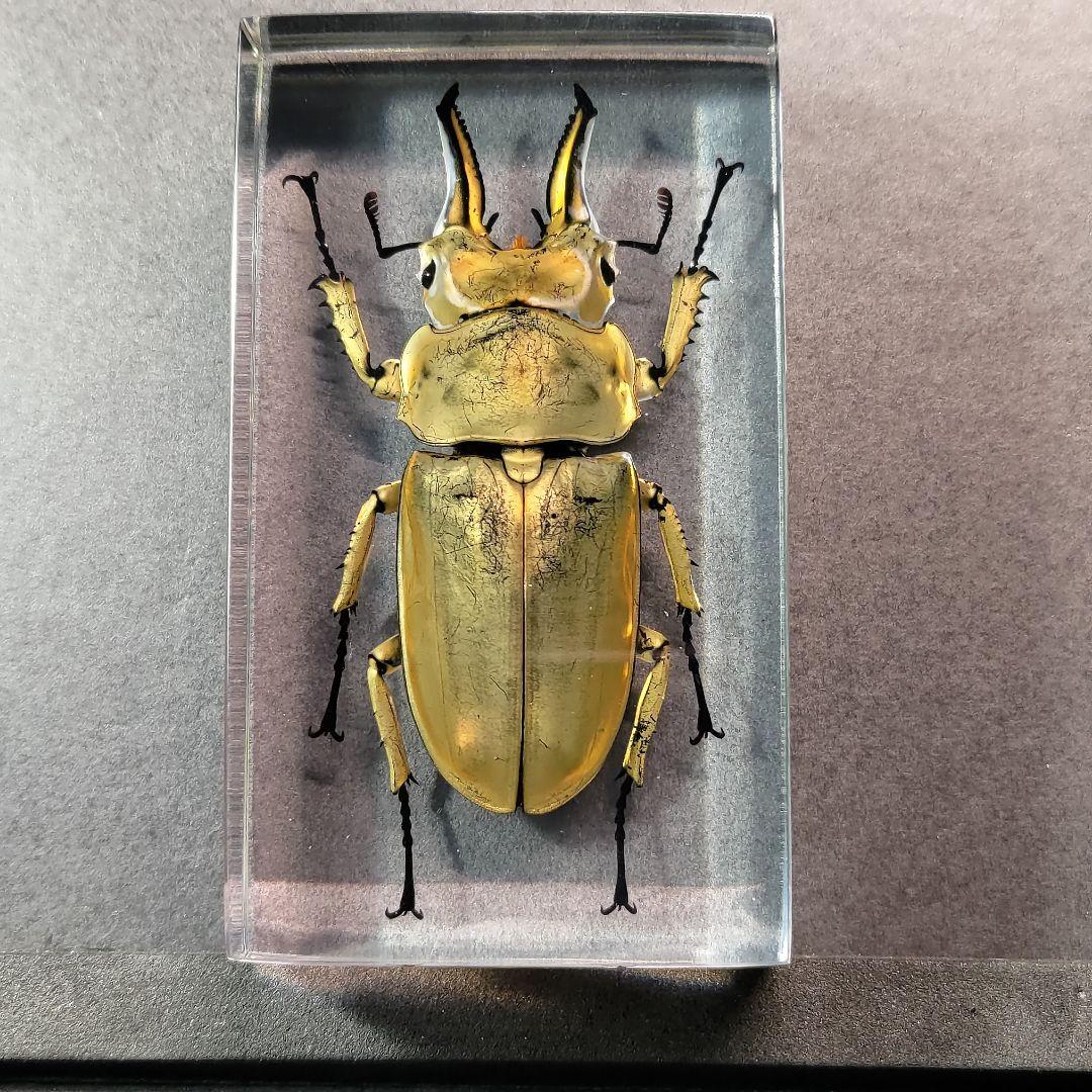 ペルー産 巨大コロギス 93mm