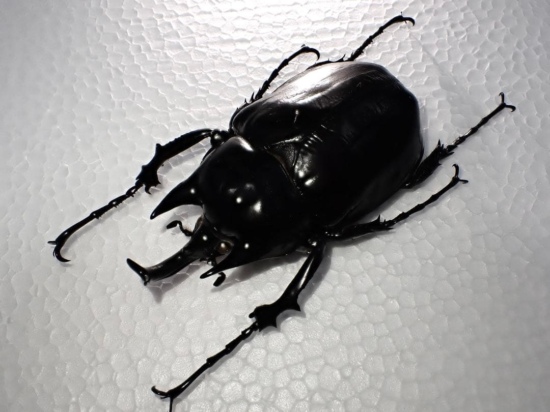 【標本】ヴァズデメロゾウカブト　ボリビア産　100.1ミリ　飼育品ＷＦ2