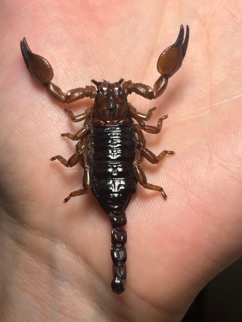 極美展足】Diabroctis mirabilisダイコクコガネ 24mm♀