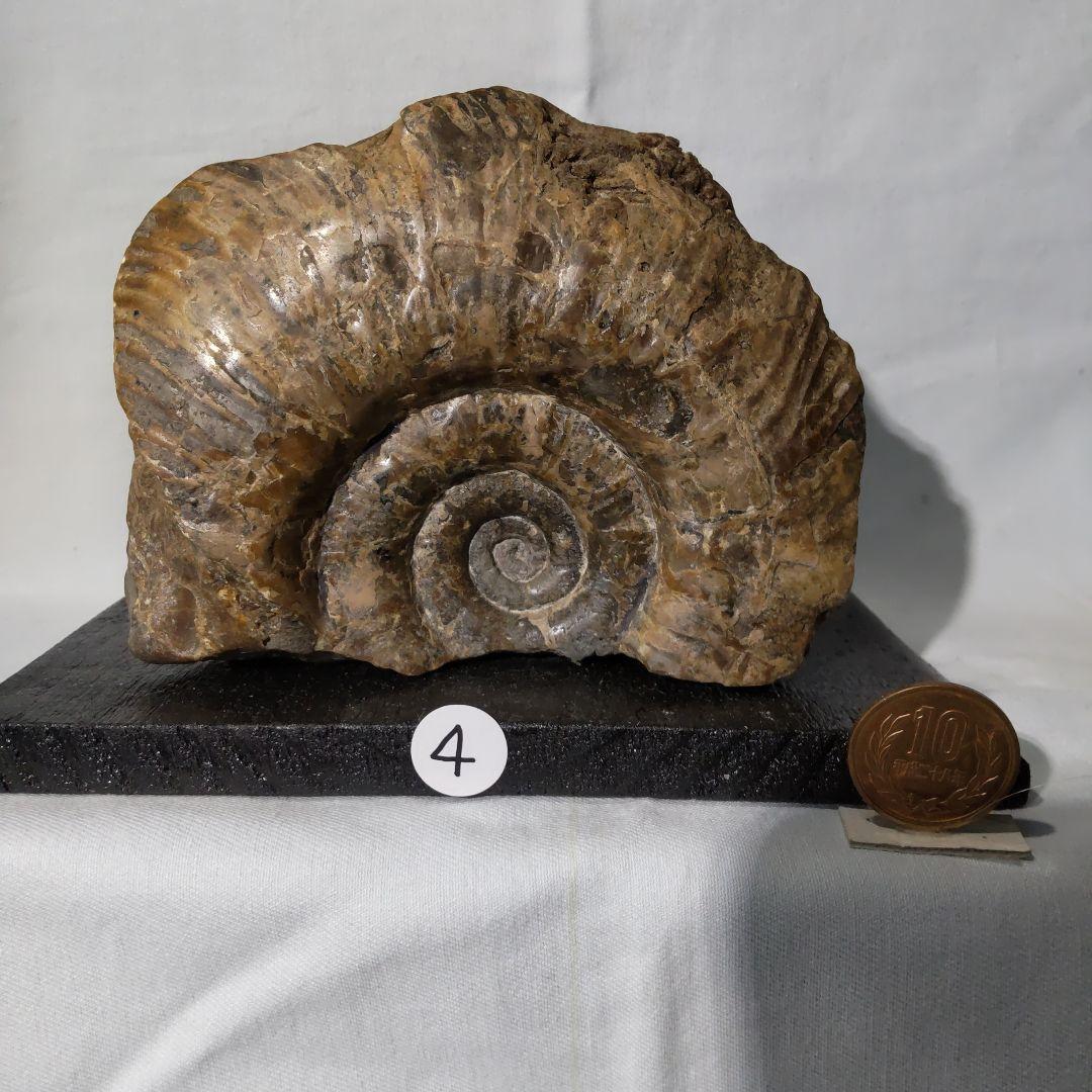 『ちび様』専用取引品、北海道アンモナイト化石　異常巻３点＋正常巻１点