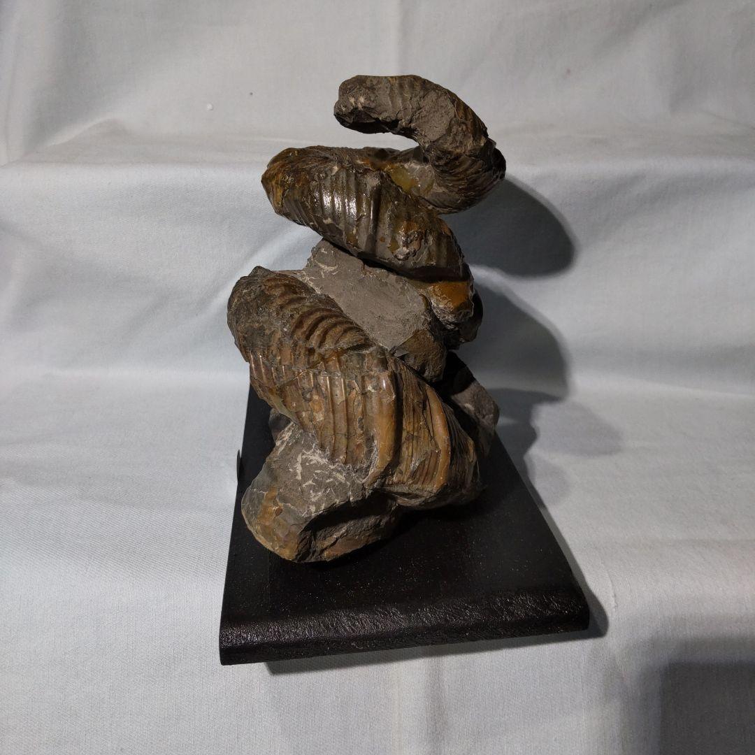 『ちび様』専用取引品、北海道アンモナイト化石　異常巻３点＋正常巻１点