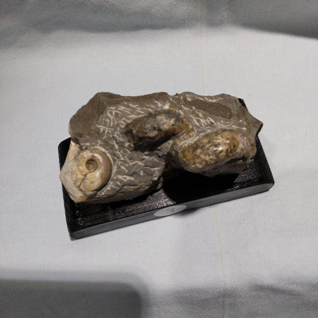 『ちび様』専用取引品、北海道アンモナイト化石　異常巻３点＋正常巻１点