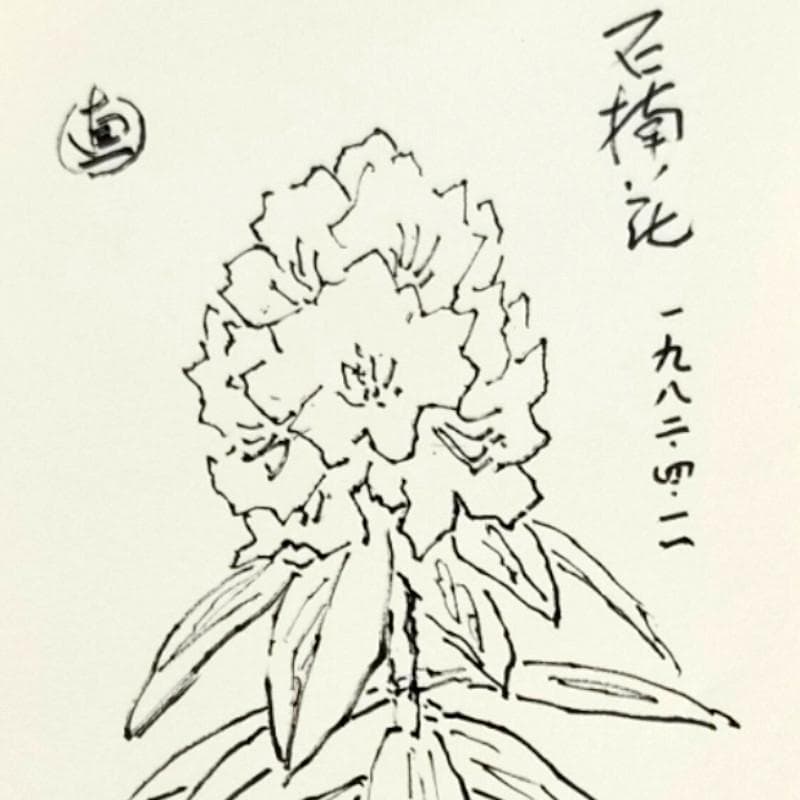 ☆坂本直行☆「 石楠花（しゃくなげ）」ペン画　大衣　未使用!