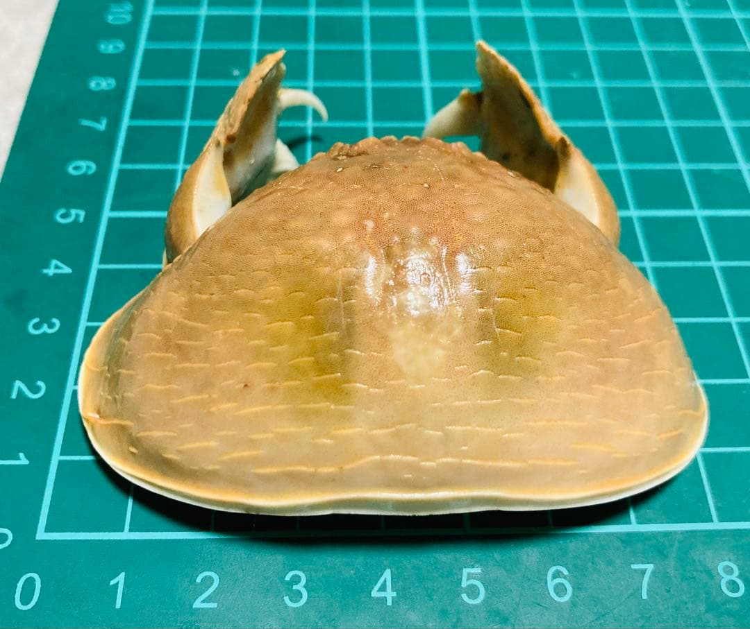 マルソデカラッパ 乾燥標本 カラッパ カニ 標本マルソデカラッパ 乾燥