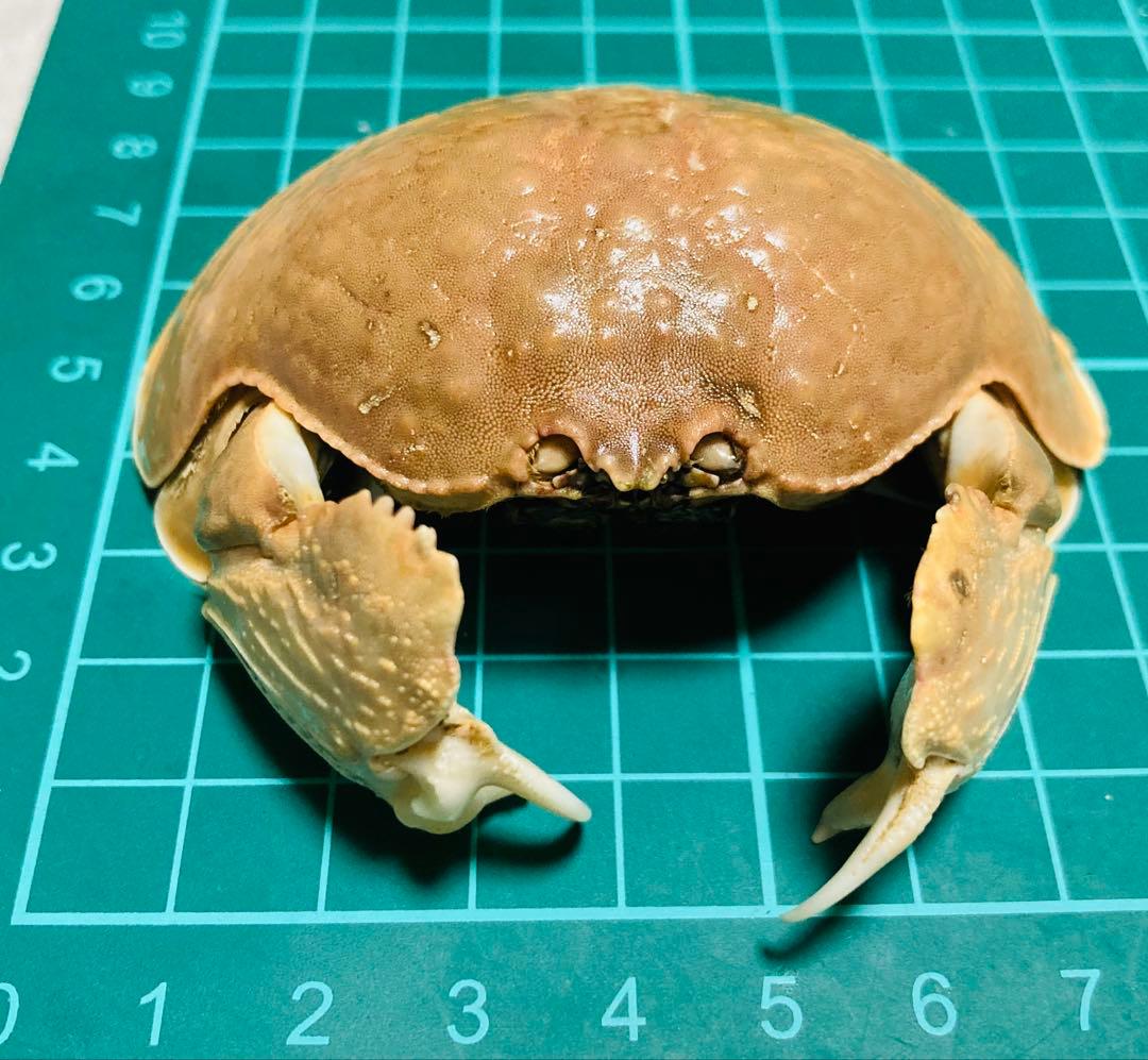 マルソデカラッパ 乾燥標本③カラッパ カニ 標本 - メルカリ