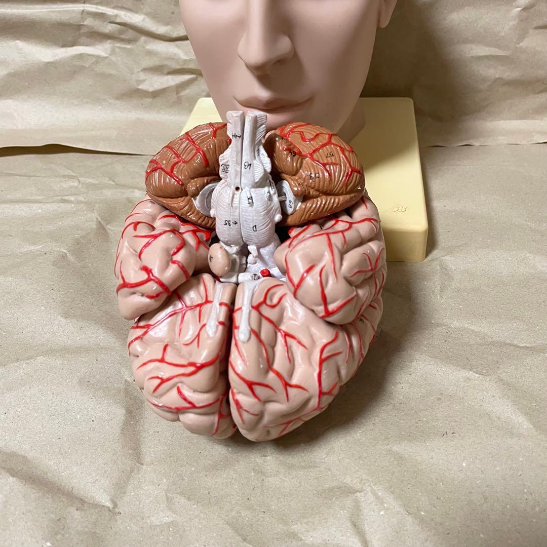 脳模型 医学 3B 9分解モデル ドイツ製