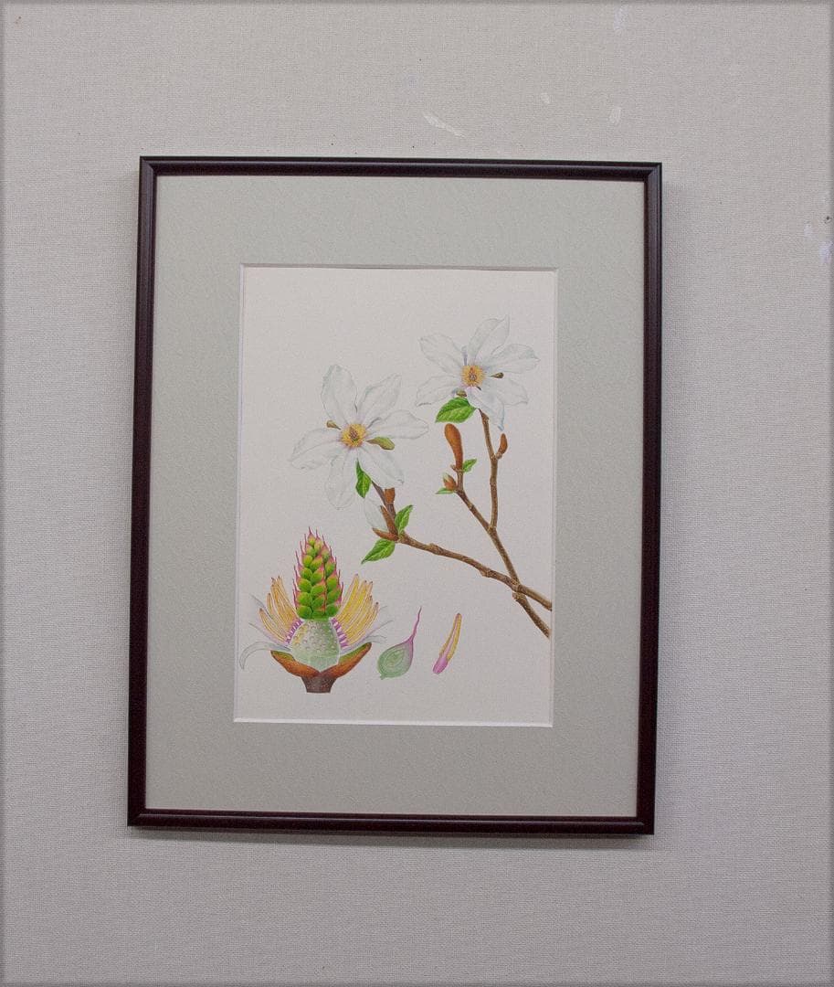 【絵画】ボタニカルアート　「こぶし」原画